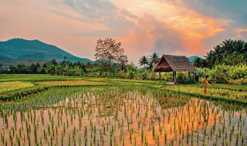Piantagioni di tè a Luang Prabang