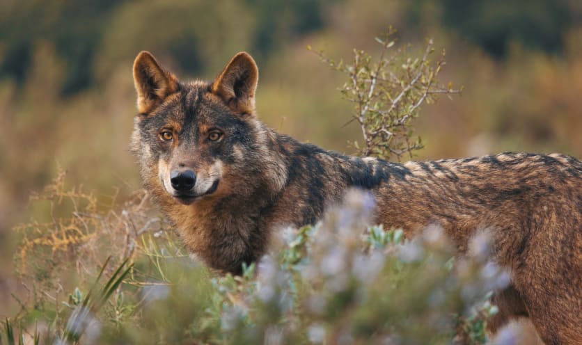 Spagna: la fauna selvaggia della Cantabria