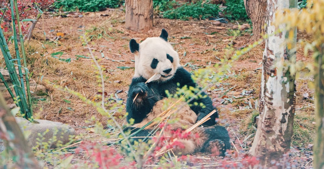 Cina classica e la terra dei panda