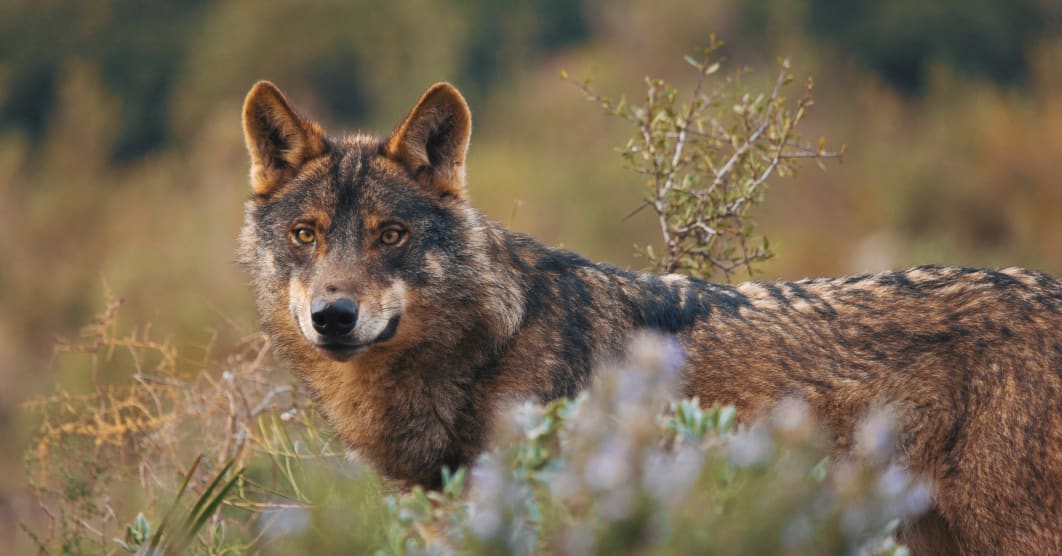 Spagna: la fauna selvaggia della Cantabria