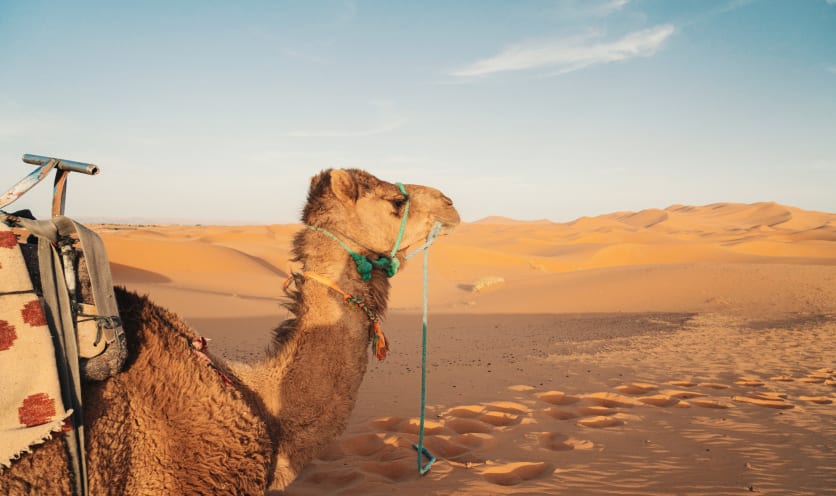 Deserto del Merzouga Deserto del Merzouga