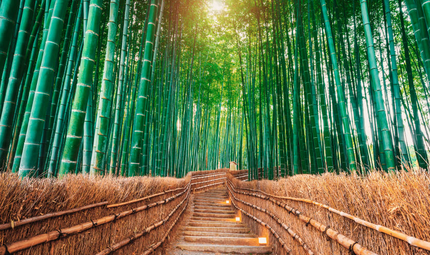 Foresta di bambù a Kyoto
