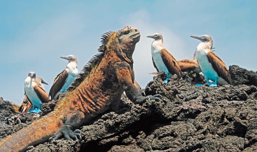 Iguana  e sule dai piedi azzurri