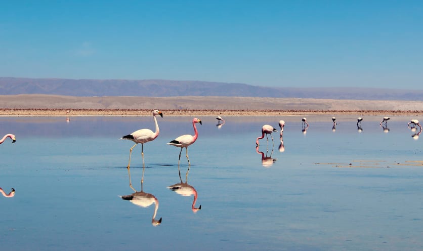 Salar de Atacama