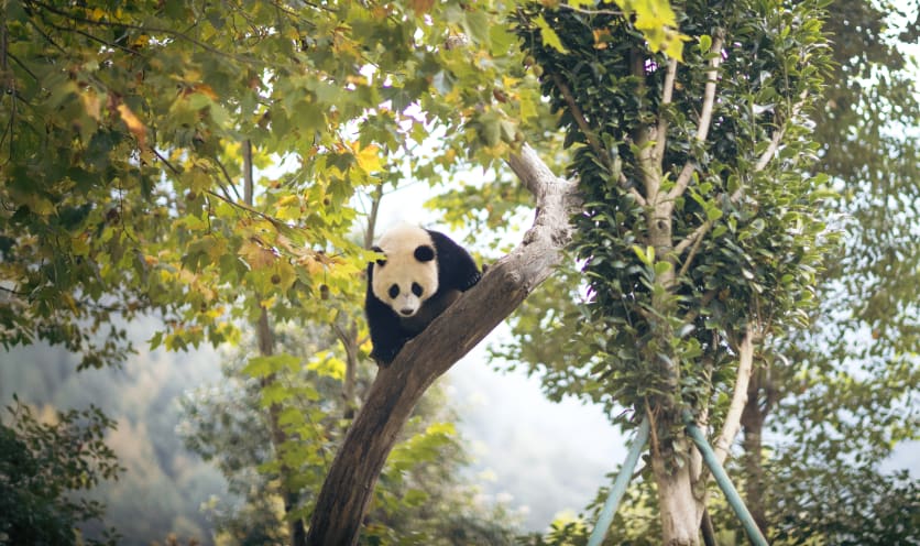 Panda gigante