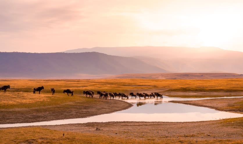 Gnu nell'Area di Conservazione di Ngorongoro