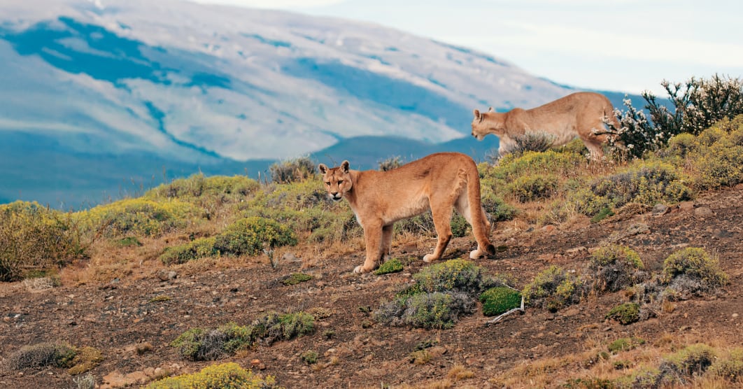 Cile segreto, nel regno del puma