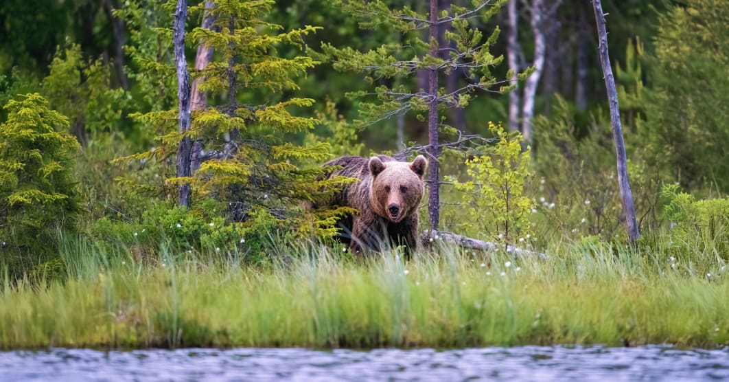 Romania selvaggia, alla ricerca dell'orso bruno