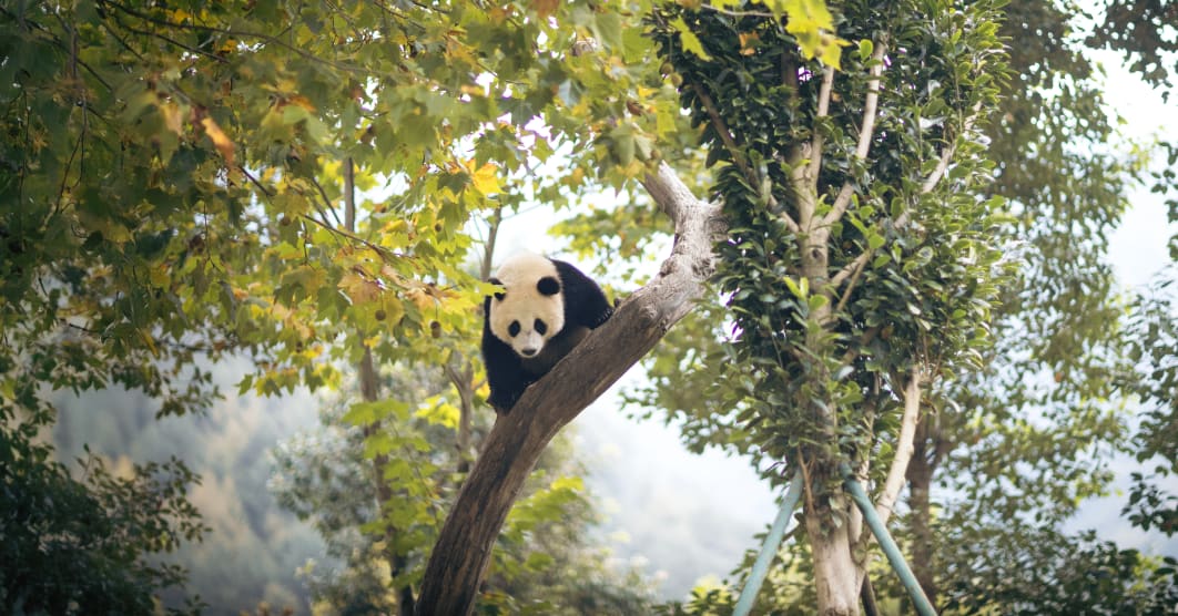 Cina: la natura del Tibet e la terra dei panda