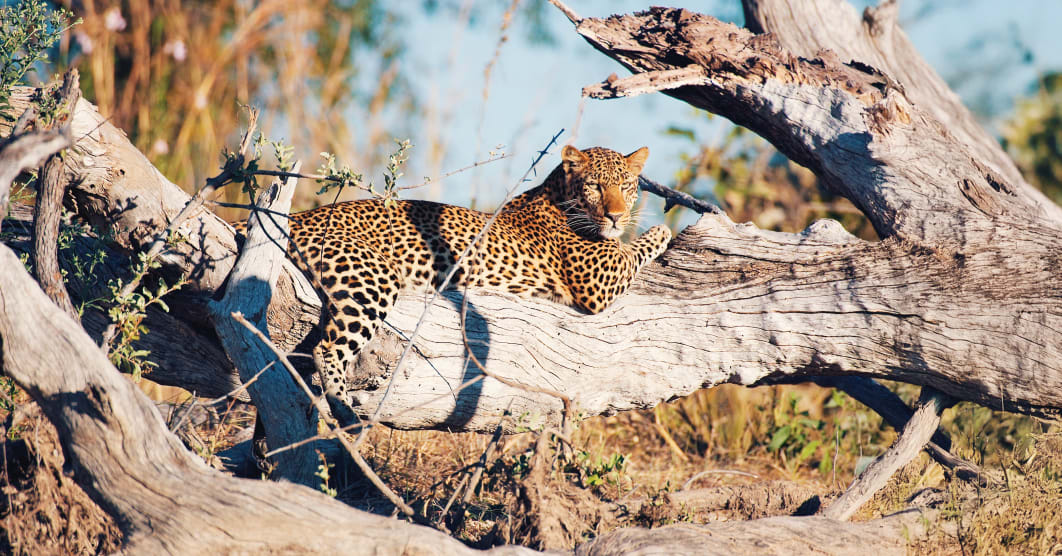 Zambia: safari lungo lo Zambesi