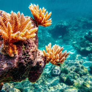 Barriera corallina, Mar Rosso