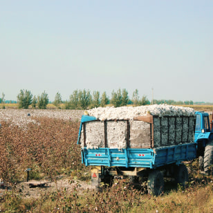 Coltivazioni di cotone lungo il fiume Amu Darya