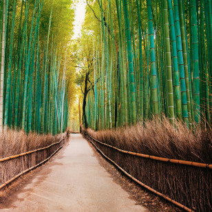 Foresta di bambù ad Arashiyama