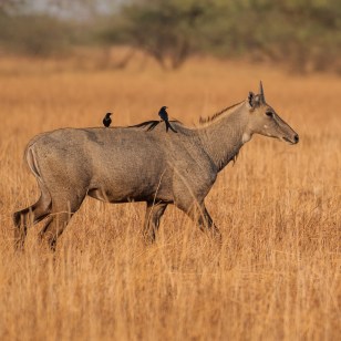 Nilgai