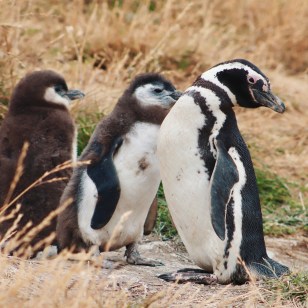 Pinguini di Magellano, Isola Magdalena