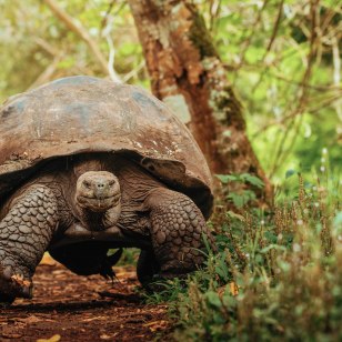 Tartaruga gigante