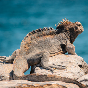 Iguana marina
