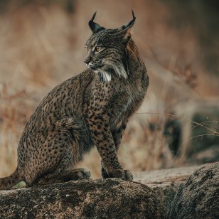 Lince, Sierra de Andujar