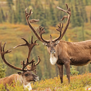 Carib&ugrave; al Parco nazionale di Denali