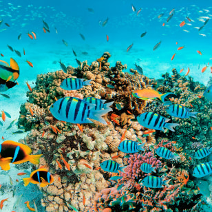 Barriera corallina, Mar Rosso