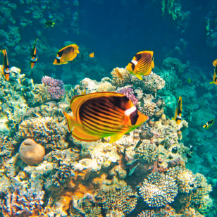 Barriera corallina di Sharm el-Sheikh