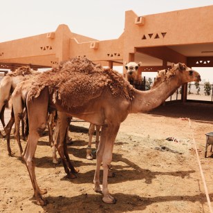 Mercato di cammelli ad Al Ain