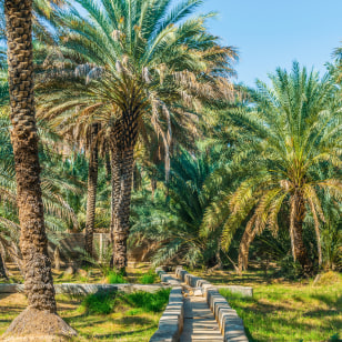 Giardini nella città di Al Ain