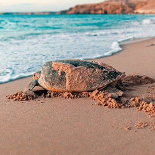 Tartaruga nella spiaggia di Ras Al Jinz