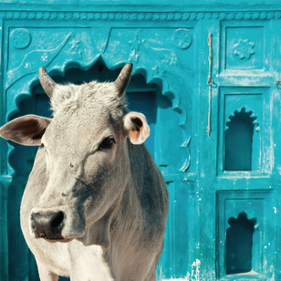 Vacca sacra a Jodhpur