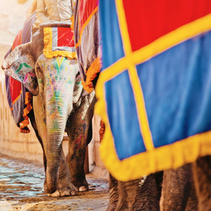 Elefanti in India