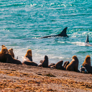 Leoni marini e orche alla Riserva Punta Norte