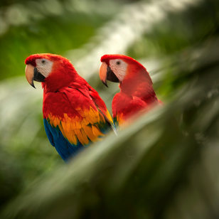 Pappagalli al Parco Manuel Antonio