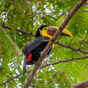 Tucano nel Parco del Tortuguero