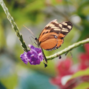 Farfalla al Parco Manuel Antonio
