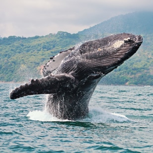 Parco Nazionale Marino Ballena
