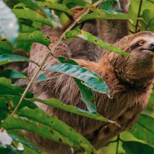 Bradipo nel Parco Manuel Antonio