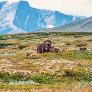 Bue muschiato al Polar Park di Tromso