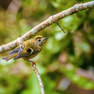Birdwatching