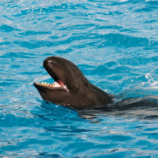 Pseudorca
