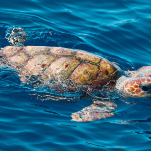 Tartaruga