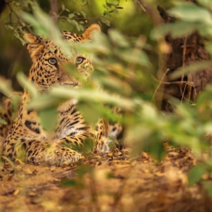 Leopardo