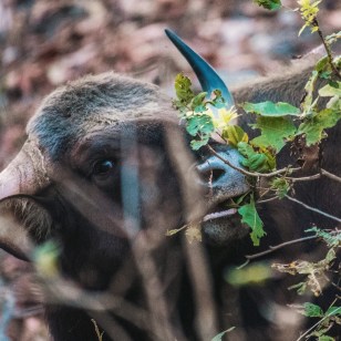 Gaur