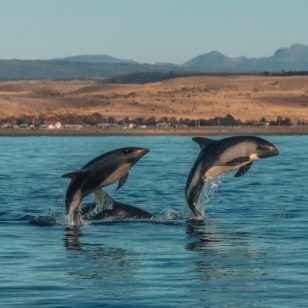 Delfini australi
