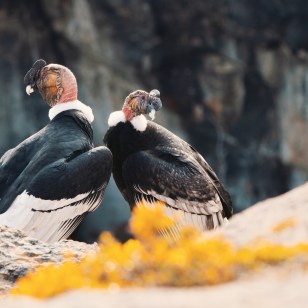 Condor delle Ande