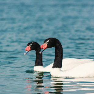 Cigni dal collo nero