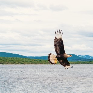 Caracara crestato