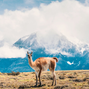 Guanaco