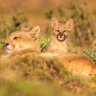 Puma
