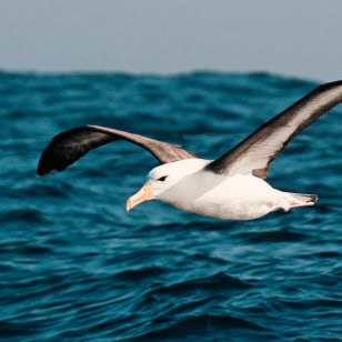 Albatros