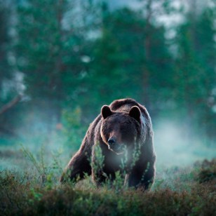 Orso bruno